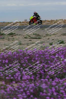 media/Jan-14-2023-SoCal Trackdays (Sat) [[497694156f]]/Turn 14 Exit Bloomig (145pm)/